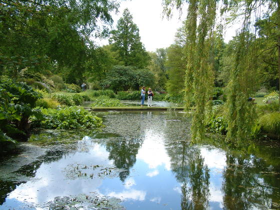 A large pond overhung by willow trees